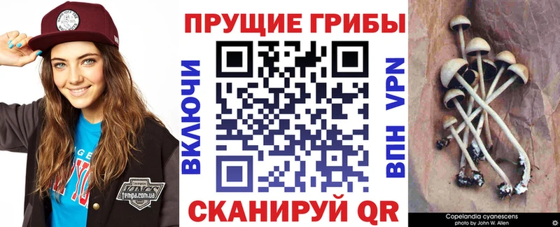 KRAKEN зеркало  Ухта  Псилоцибиновые грибы MAGIC MUSHROOMS  сколько стоит 